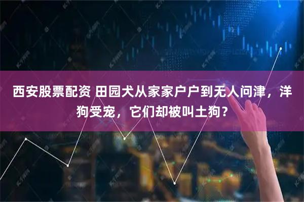 西安股票配资 田园犬从家家户户到无人问津，洋狗受宠，它们却被叫土狗？