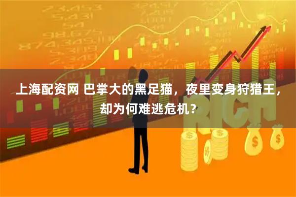 上海配资网 巴掌大的黑足猫，夜里变身狩猎王，却为何难逃危机？